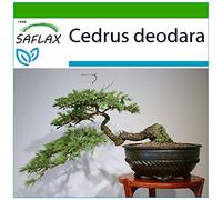 SAFLAX - Cedro dell'Himalaya - 35 semi - Con substrato - Cedrus deodara