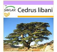 SAFLAX - Cedro libanese - 20 semi - Cedrus libani