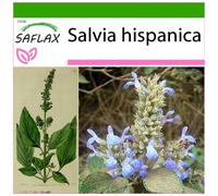 SAFLAX - Chia - 500 semi - Con substrato - Salvia