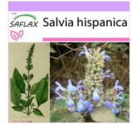 Saflax Chia Messicana - 1 conf.