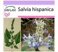 Saflax Chia Messicana - 1 conf.