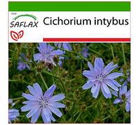 SAFLAX - Cicoria comune - 250 semi - Con substrato - Cichorium intybus