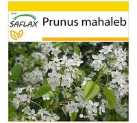 SAFLAX - Ciliegio canino - 30 semi - Con substrato - Prunus mahaleb