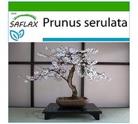 SAFLAX - Ciliegio del Giappone/Sakura - 30 semi - Con substrato - Prunus serulata