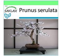 SAFLAX - Ciliegio del Giappone/Sakura - 30 semi - Prunus serulata