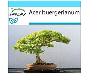 SAFLAX - Confezione regalo - Acero tridente - 30 semi - Acer buergerianum