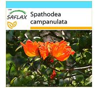 SAFLAX - Confezione regalo - Albero dei tulipani - 30 semi - Spathodea campanulata
