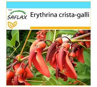 SAFLAX - Confezione regalo - Albero del corallo - 6 semi - Erythrina crista-galli