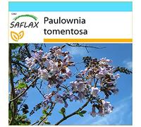 SAFLAX - Confezione regalo - Albero della principessa - 200 semi - Paulownia tomentosa