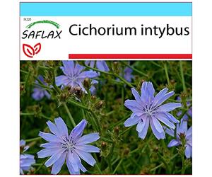 SAFLAX - Confezione regalo - Cicoria comune - 250 semi - Cichorium intybus