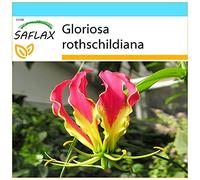 SAFLAX - Confezione regalo - Gloriosa - 15 semi - Gloriosa rothschildiana