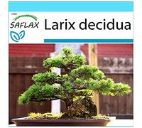 SAFLAX - Confezione regalo - Larice comune - 75 semi - Larix decidua