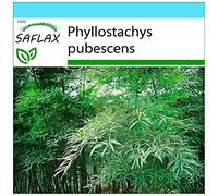 SAFLAX - Confezione regalo - Moso/Bambù gigante - 20 semi - Phyllostachys pubescens