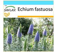 SAFLAX - Confezione regalo - Orgoglio di Madeira - 100 semi - Echium fastuosa