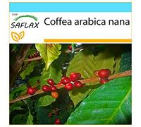 SAFLAX - Confezione regalo - Pianta di caffè - 8 semi - Coffea arabica nana