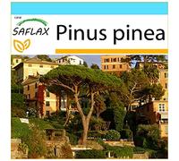 SAFLAX - Confezione regalo - Pino marittimo - 6 semi - Pinus pinea