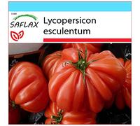 SAFLAX - Confezione regalo - Pomodoro Costoluto Genovese - 10 semi - Lycopersicon esculentum