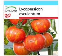 SAFLAX - Confezione regalo - Pomodoro Tigerella - 10 semi - Lycopersicon esculentum