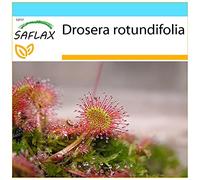 SAFLAX - Confezione regalo - Rosolida - 50 semi - Drosera rotundifolia