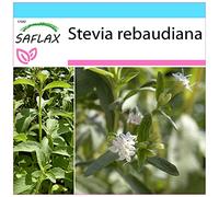 SAFLAX - Confezione regalo - Stevia - 100 semi - Stevia rebaudiana
