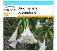 SAFLAX - Confezione regalo - Trombone d'angelo/Bianco - 10 semi - Brugmansia suaveolens