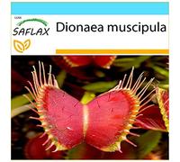 SAFLAX - Confezione regalo - Venere acchiappamosche - 10 semi - Dionaea muscipula
