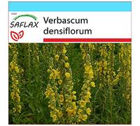 SAFLAX - Confezione regalo - Verbasco falso barbasso - 500 semi - Verbascum densiflorum