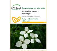 Saflax Corniolo Giapponese - 1 conf.