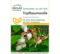 SAFLAX - Cotone asiatico - 12 semi - Gossypium herbaceum