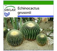 SAFLAX - Cuscino della suocera - 40 semi - Con substrato - Echinocactus grusonii