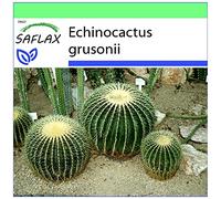 SAFLAX - Cuscino della suocera - 40 semi - Echinocactus grusonii
