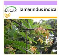 SAFLAX - Dattero dell'India - 4 semi - Tamarindus indica