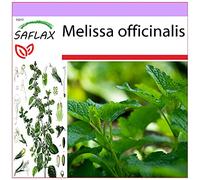 SAFLAX - Erba limoncina - 150 semi - Melissa officinalis