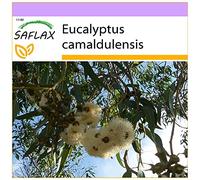 SAFLAX - Eucalipto rosso - 200 semi - Eucalyptus camaldulensis