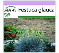 SAFLAX - Festuca azzurra - 50 semi - Festuca glauca