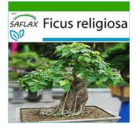 SAFLAX - Fico sacro - 100 semi - Con substrato - Ficus religiosa