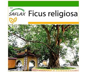 SAFLAX - Fico sacro - 100 semi - Con substrato - Ficus religiosa