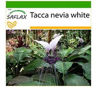 SAFLAX - Fiore pipistrello gigante - 10 semi - Con substrato - Tacca nevia white