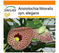 SAFLAX - Garden in the Bag - Aristolochia - 80 semi - Aristolochia littoralis syn. elegans