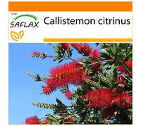 SAFLAX - Garden in the Bag - Callistemo - 400 semi - Callistemon citrinus