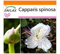 SAFLAX - Garden in the Bag - Cappero - 25 semi - Capparis spinosa