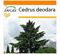 SAFLAX - Garden in the Bag - Cedro dell Himalaya - 35 semi - Cedrus deodara
