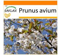 SAFLAX - Garden in the Bag - Ciliegio degli uccelli - 10 semi - Prunus avium