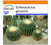 SAFLAX - Garden in the Bag - Cuscino della suocera - 40 semi - Echinocactus grusonii