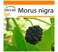 SAFLAX - Garden in the Bag - Gelso nero - 200 semi - Morus nigra