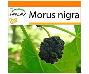 SAFLAX - Garden in the Bag - Gelso nero - 200 semi - Morus nigra