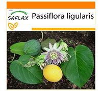 SAFLAX - Garden in the Bag - Granadilla - 20 semi - Passiflora ligularis