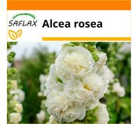 SAFLAX Garden in the bag - Malvarosa bianca - 100 semi - Alcea