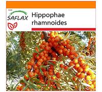 SAFLAX - Garden in the Bag - Olivello spinoso - 40 semi - Hippophae rhamnoides