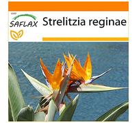 SAFLAX - Garden in the Bag - Uccello del paradiso - 5 semi - Strelitzia reginae